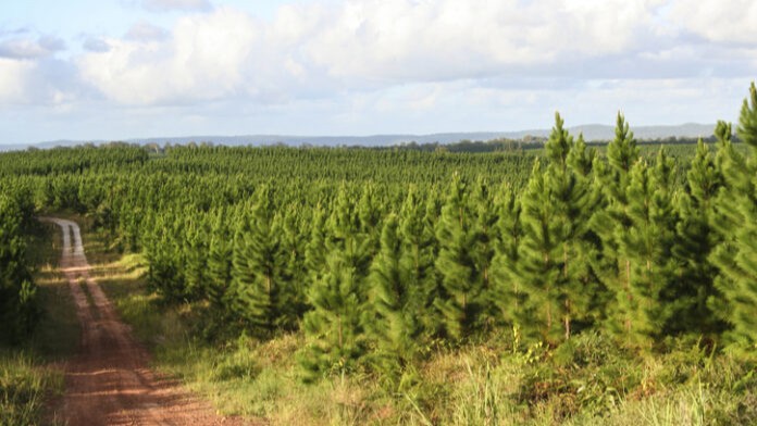Queenslands Timber Future